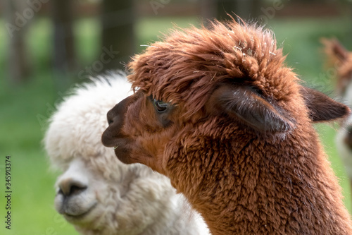 Brown Alpaca in front of a white alpaca. Selective focus on the head area of the brown alpaca