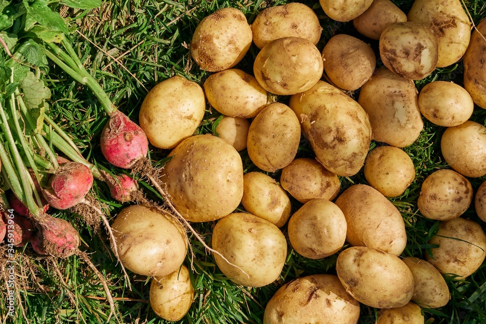 New fresh potato and red radish on the green grass. agricultural crop New fresh potato and red radish on the green grass. agricultural crop