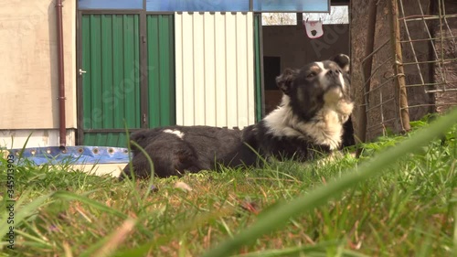 a black dog with white spots is lying on the grass