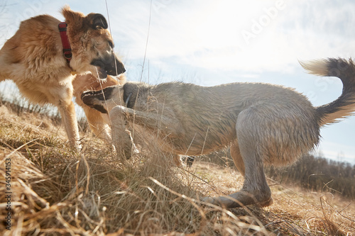Two dog friends playing active game in the country on grass