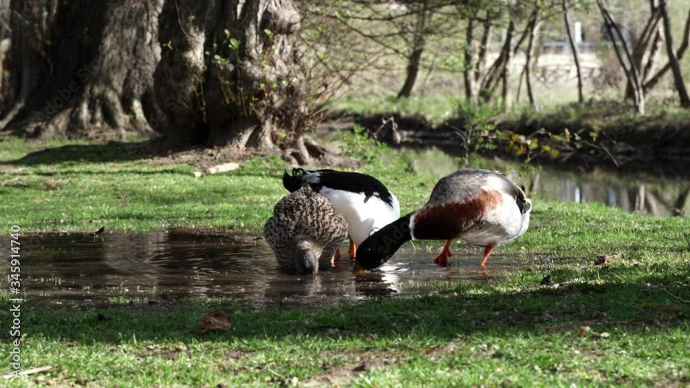 Cute ducks splashing beaks into muddy water on quiet park with meadow and old trees Cute ducks splashing beaks into muddy water on quiet park with meadow and old trees