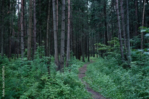 The path through the forest. Lush foliage in summertime. © Olivia Rich