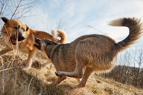 Two dog friends playing active game in the country on grass