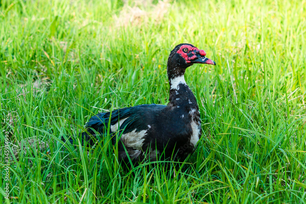 Big fat muscovy duck standing on green grass and watching carefully Big fat muscovy duck standing on green grass and watching carefully