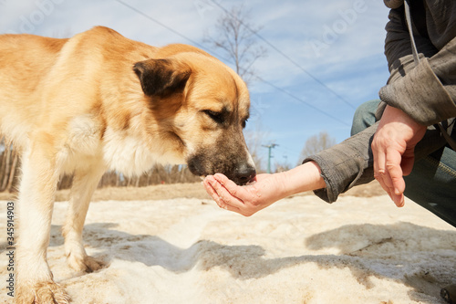 A man feeding his dog by hand on a snow in spring