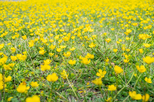 Blooming flower in spring, buttercup, crowfoot ranunculus © k_samurkas