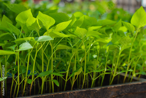 Sweet pepper seedlings in a box