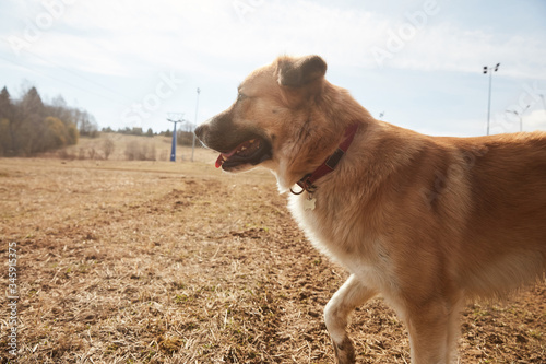 A dog walking on the raw ground in spring in the country