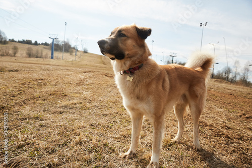 Portrait of a dog in the country yard