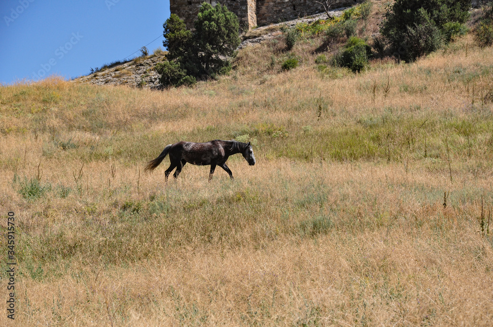 A tired horse on a hot summer day walks on dry grass against the background of the walls of a medieval fortress