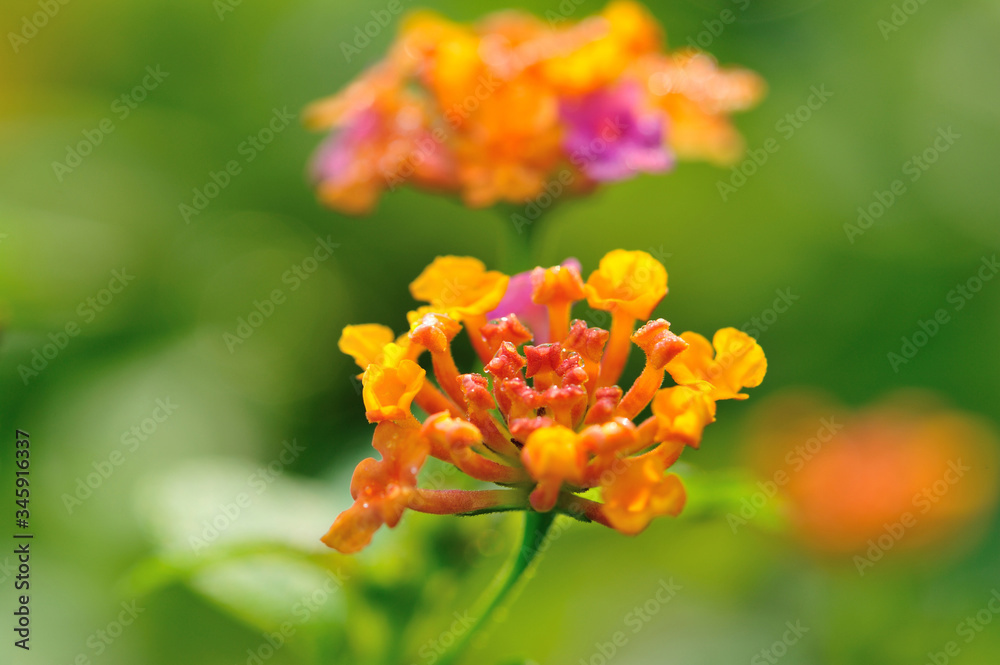 Beautiful little yellow and pink lantana camara flowers blooming in spring Beautiful little yellow and pink lantana camara flowers blooming in spring