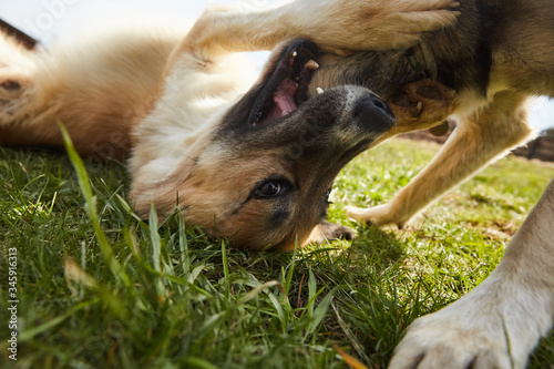 Two dog friends playing active game in the country on grass