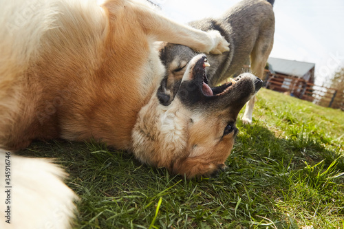 Two dog friends playing active game in the country on grass