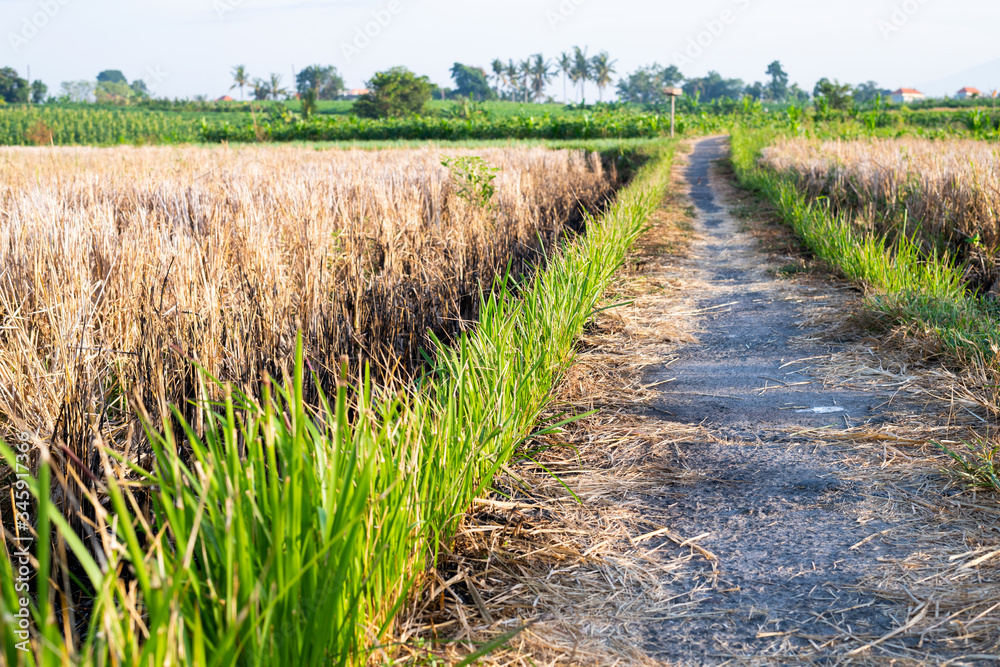 Bali's countryside with a straight road in the middle of a rice field. Bali's countryside with a straight road in the middle of a rice field.