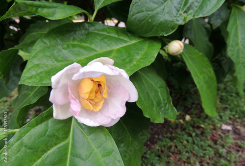 Sweetshrub or Chinese Calicanthus during flowering. Spring photo