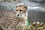 Cheetah big cat in natural environment fasted animal alive native to Africa and central Iran - stock photo