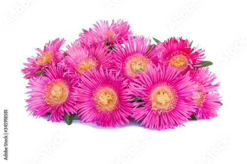 flower isolated on white background. pink blooming sea fig flowers. Carpobrotus chilensis is ground creeping plant with succulent leaves in the family Aizoaceae. Purple blossoms with yellow center.