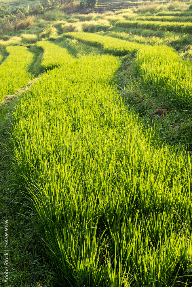Obraz premium Bali Rural Landscape with Rice 