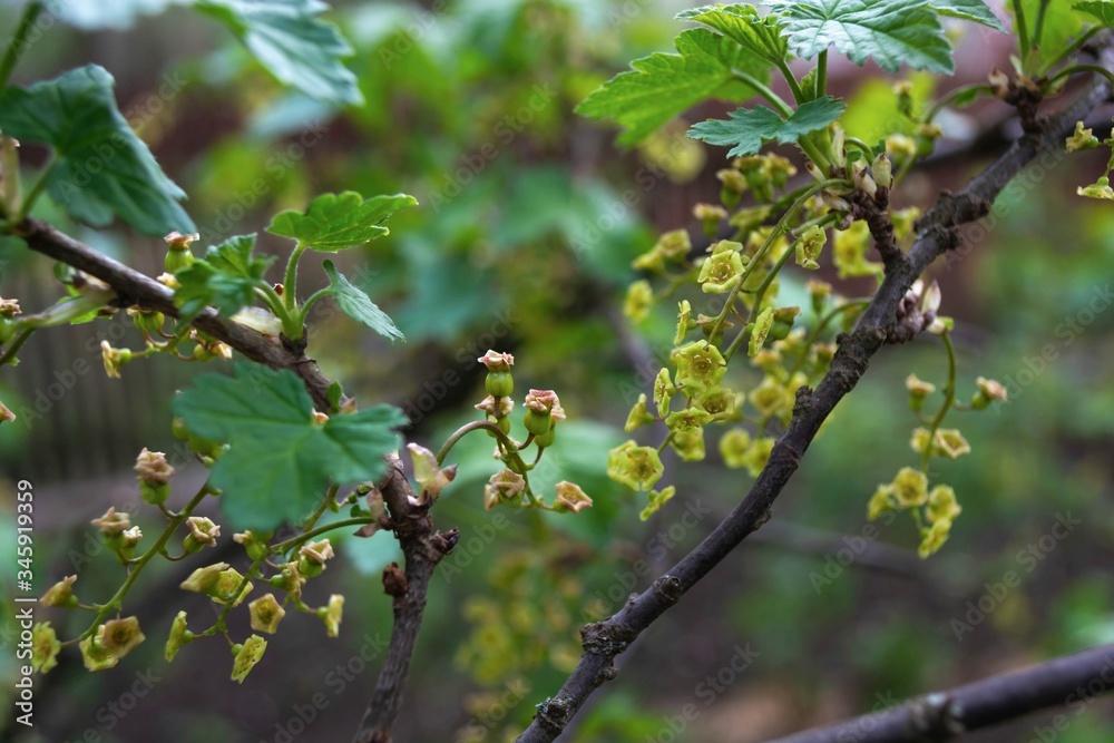 Red currant flowers.