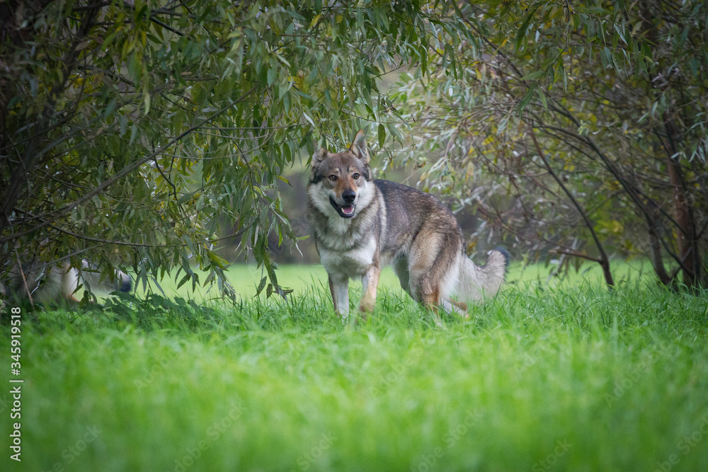 Dog Czechoslovakian wolfdog stands among the bushes