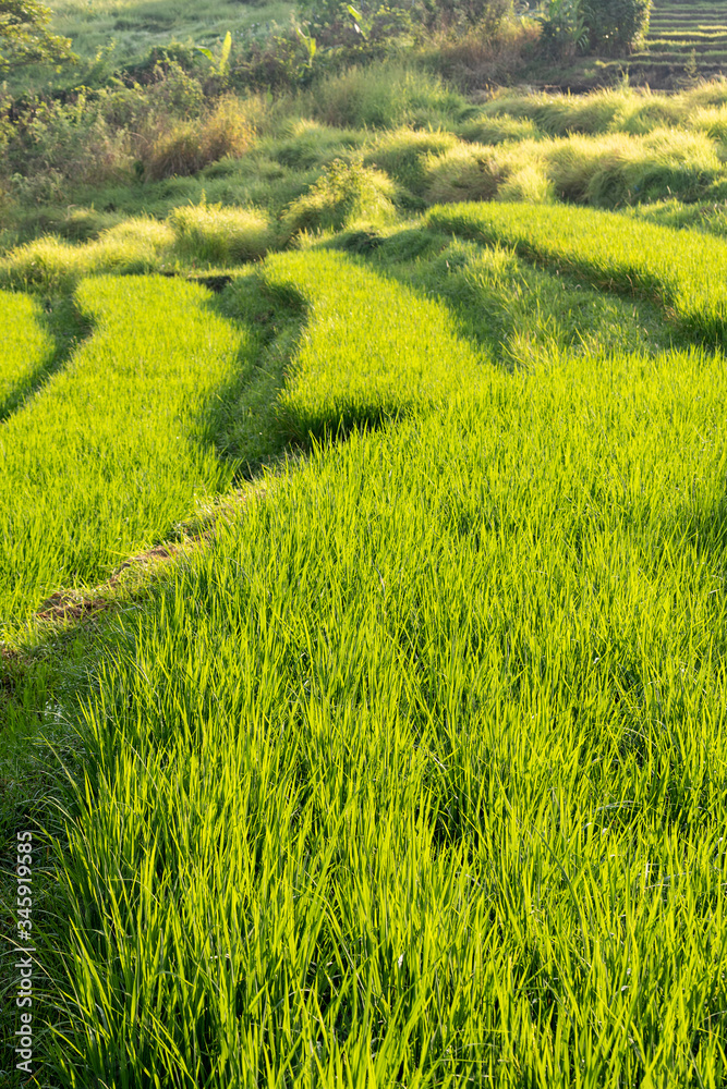 Obraz premium Bali Rural Landscape with Rice 