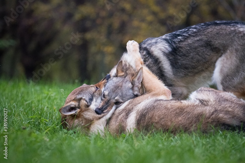 Two dogs Czechoslovakian wolfdogs play and bite in nature