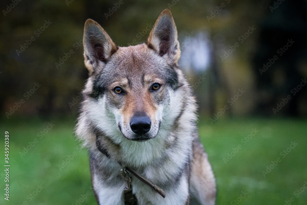 Dog Czechoslovakian wolfdog, in the summer. Portrait.