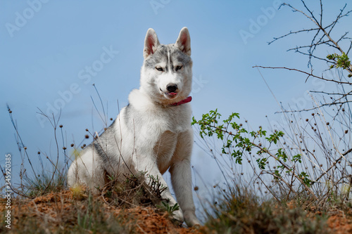 portrait of siberian husky dog