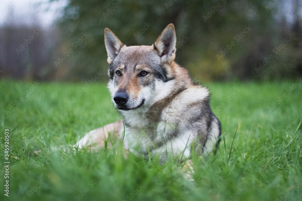 Czechoslovakian wolfdog dog lies on the grass