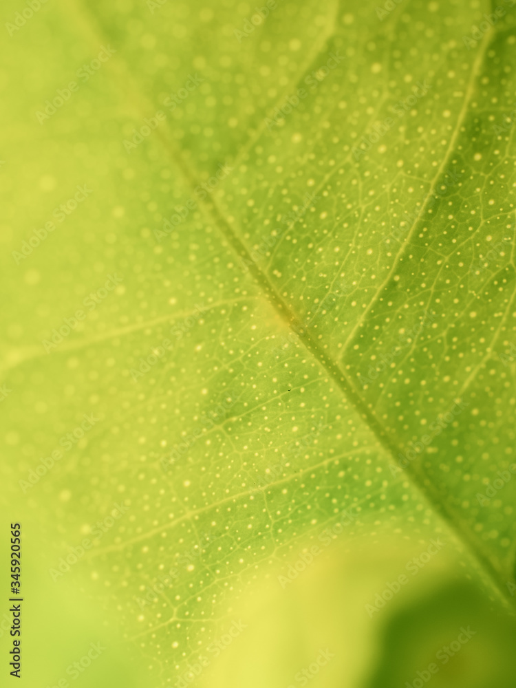green leaf background green leaf background