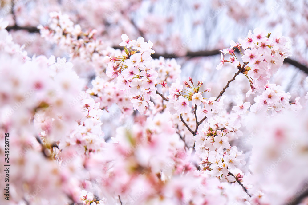桜　春　Cherry Blossoms
