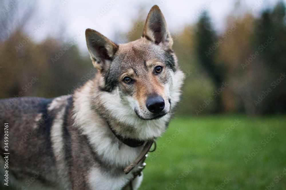 Dog Czechoslovakian wolfdog in the summer in a collar