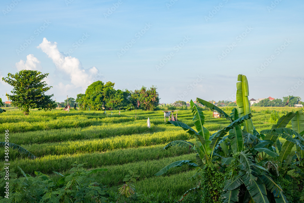 Fototapeta premium Bali Rural Landscape with Rice Terrace