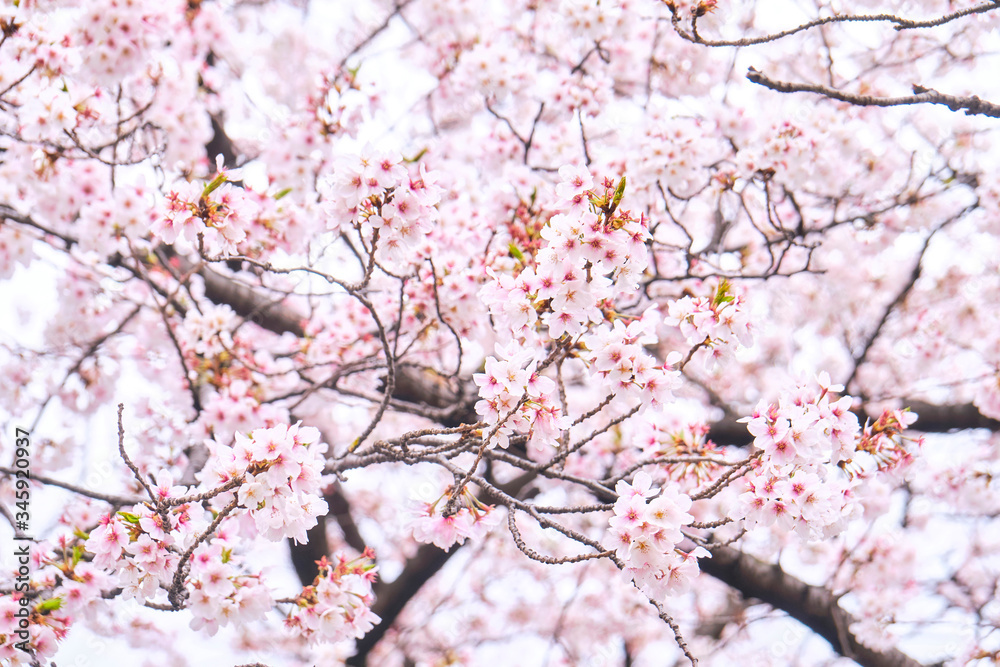 桜　春　Cherry Blossoms

