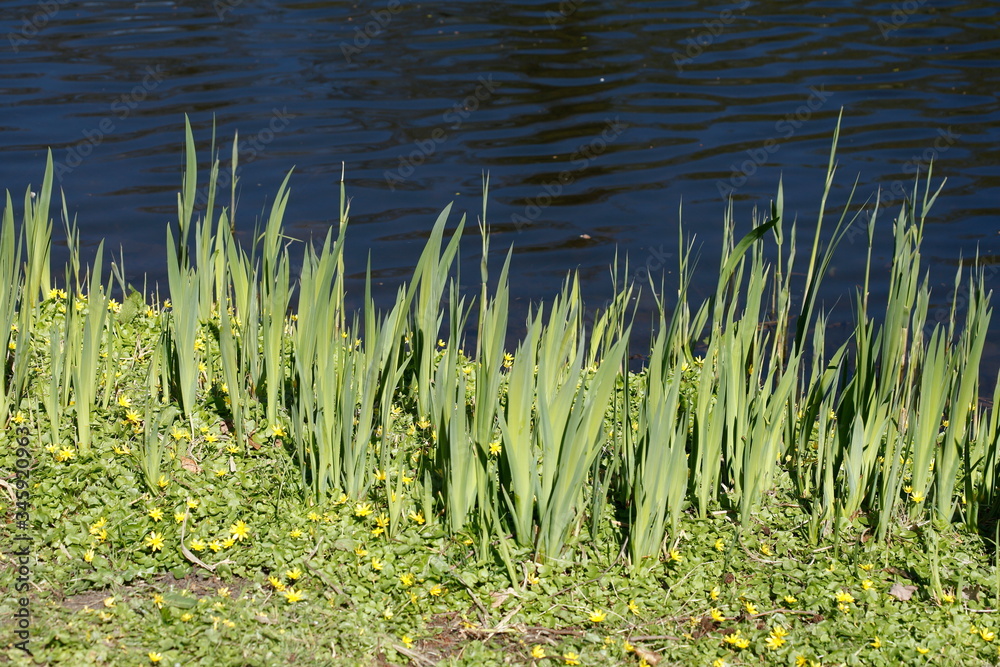 Fototapeta premium Schilf, Gräser und Blumenwiese an einem Seeufer