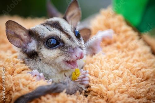 Sugar glider in girl's hand.