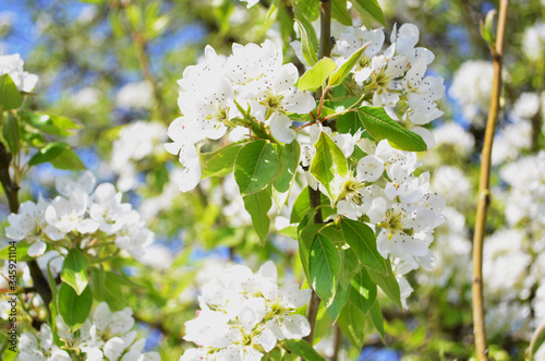Blooming apple tree in the spring. Bright white flowers on tree branches.