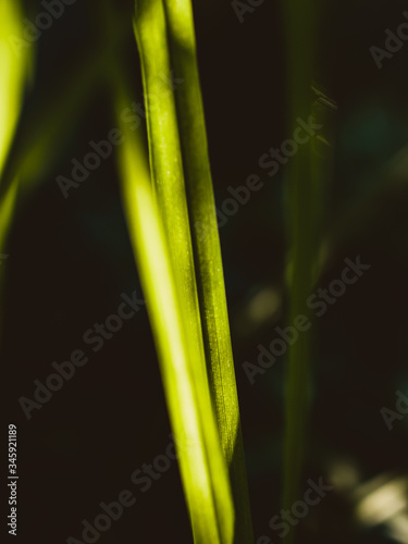 close up of green grass