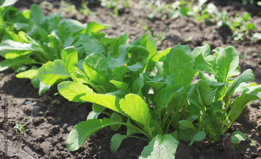 Radish or Raphanus sativus, cultivated radish, daikon, radish. Spring vegetable in the garden. Growing seedlings. Radish or Raphanus sativus, cultivated radish, daikon, radish. Spring vegetable in the garden. Growing seedlings.