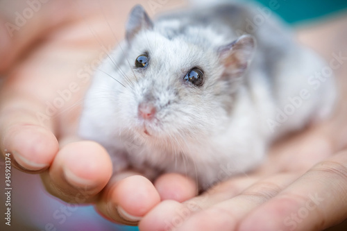 Close-up face of Winter White Russian Dwarf Hamster on girl hands.