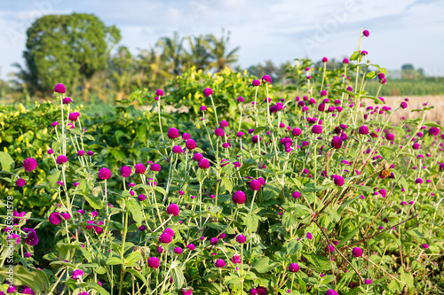 Balinese countryside with colorful wildflowers