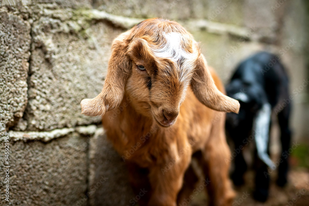 Fototapeta premium Goat Cubs who eat and play in the pen