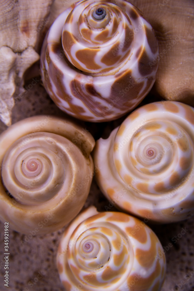 Orange and white conch seashells. Orange and white conch seashells.