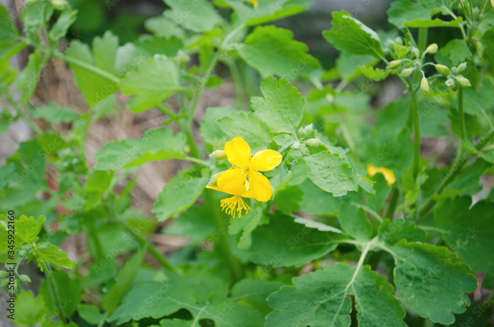 Large flowers of celandine in the grass. Spring flowering of medicinal herbs. Large flowers of celandine in the grass. Spring flowering of medicinal herbs.
