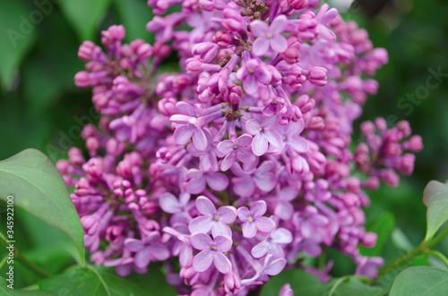Syringa is blooming. Spring flowering bush in spring. Close-up, violet and lilac bloom. May 2020