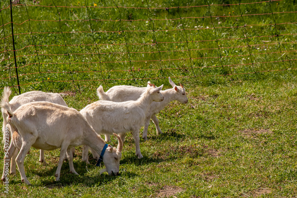 A flock of goats in fence, grazing A flock of goats in fence, grazing