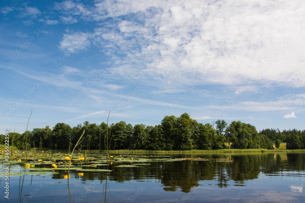 Obraz premium Scenic landscape of forest lake. Lake shore with green trees. Sunny summer day. Yellow water lilys.