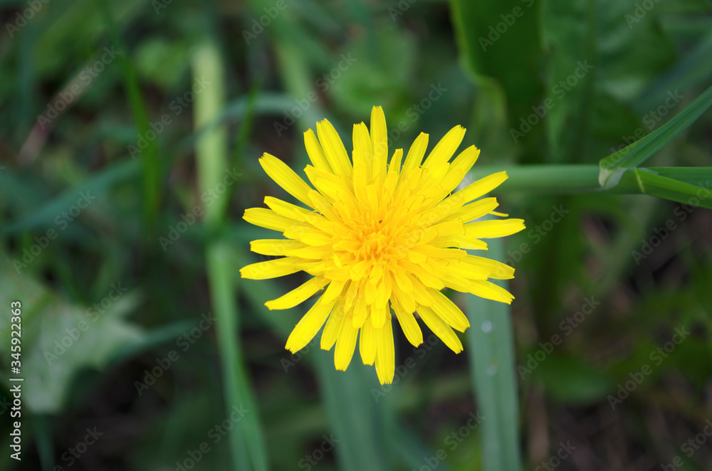 Blowball of Taraxacum plant on long stem. Blowing dandelion clock of white seeds on blurry green plant background of summer meadow. Fluffy texture of white dandelion flower closeup. Fragility concept. Blowball of Taraxacum plant on long stem. Blowing dandelion clock of white seeds on blurry green plant background of summer meadow. Fluffy texture of white dandelion flower closeup. Fragility concept.