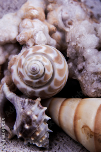 Nice seashells and sea coral.