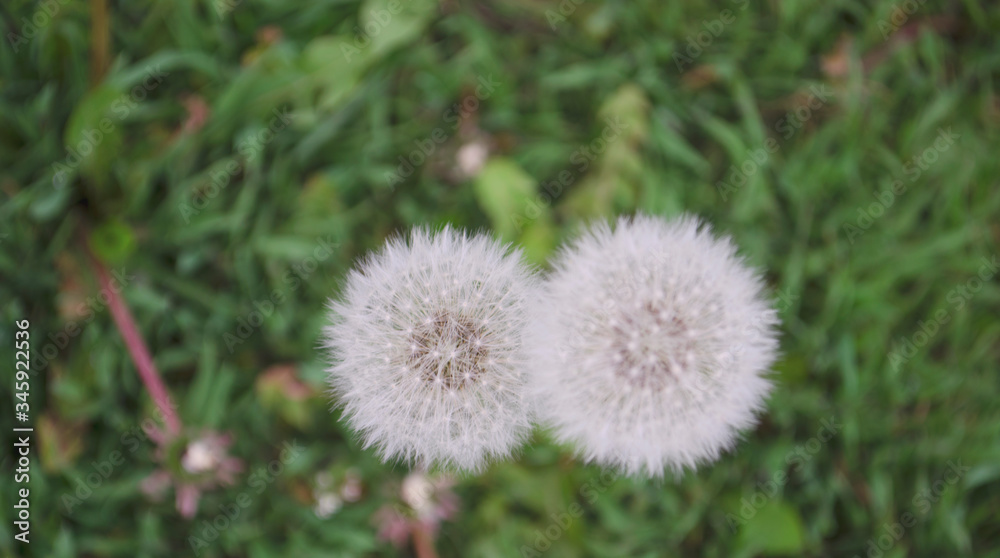 Blowball of Taraxacum plant on long stem. Blowing dandelion clock of white seeds on blurry green plant background of summer meadow. Fluffy texture of white dandelion flower closeup. Fragility concept. Blowball of Taraxacum plant on long stem. Blowing dandelion clock of white seeds on blurry green plant background of summer meadow. Fluffy texture of white dandelion flower closeup. Fragility concept.
